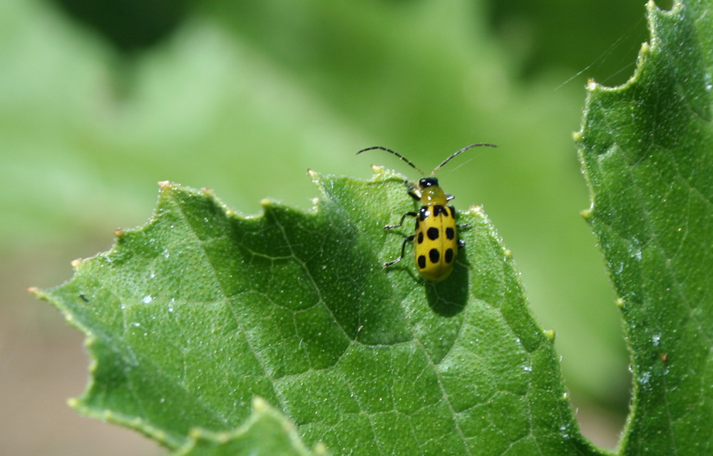 Biocontrol and Biopesticide Associations Form International Federation